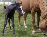 Pacific Bailey-Start Charging foal