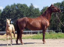 Shellac Rev - C and C Performance Horses broodmare