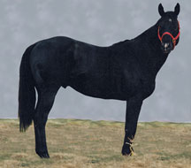 JDS Rebel Rouser - Barrel Horse Stallion
